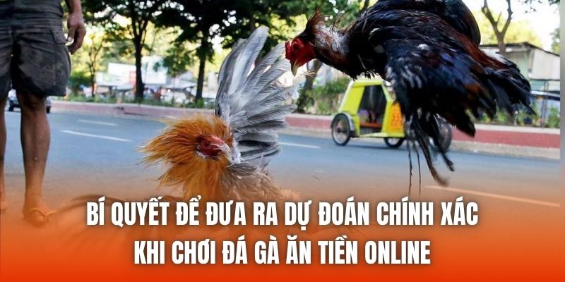 Bí quyết để đưa ra dự đoán chính xác khi chơi đá gà ăn tiền online