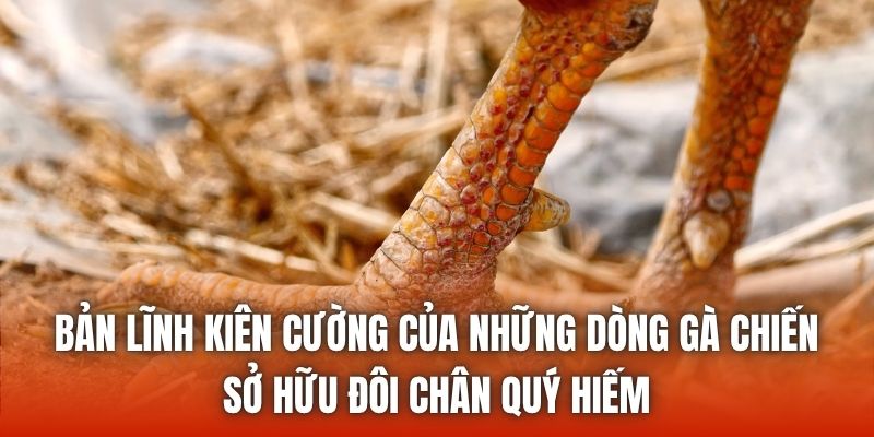 Bản lĩnh kiên cường của những dòng gà chiến sở hữu đôi chân quý hiếm