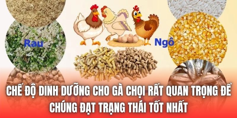 Chế độ dinh dưỡng cho gà chọi rất quan trọng để chúng đạt trạng thái tốt nhất