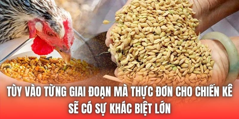 Tùy vào từng giai đoạn mà thực đơn cho chiến kê sẽ có sự khác biệt lớn